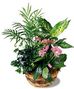 Plants