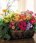 Dish Gardens