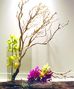 Orchids and Exotics