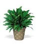 All Plants