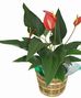 Tropical Plants