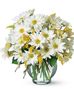 Daisies