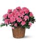 Blooming Plants