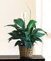 Green Plants