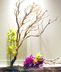 Orchids and Exotics