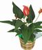 Tropical Plants