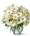 Daisies