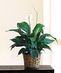 Green Plants