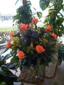 Beautiful Roses
