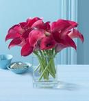 Stunning Callas