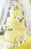 Daisy Delight