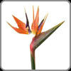 Birds of Paradise