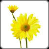 Chrysanthemum, Daisy