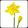 Daffodil