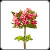 Bouvardia, Double