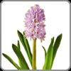 Hyacinth