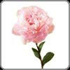 Peony