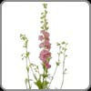 Larkspur