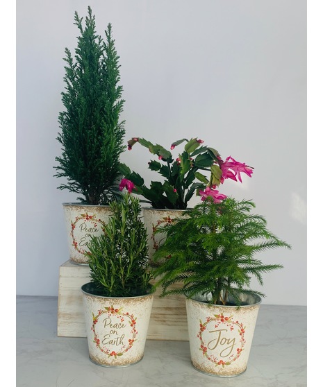Desktop Christmas Plants