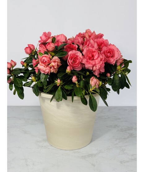 Azalea Plant