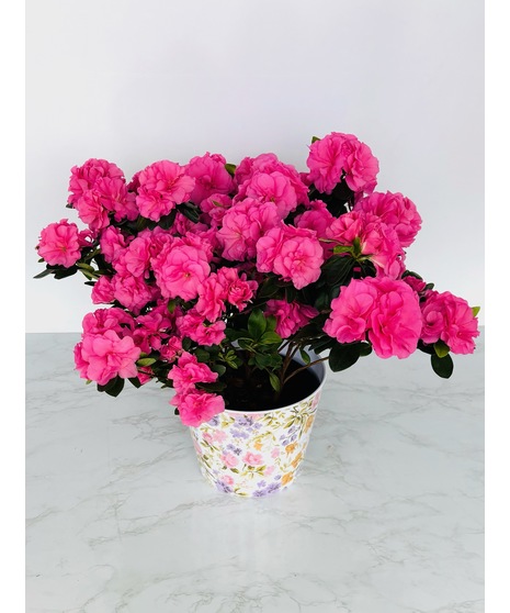 Azalea Plant
