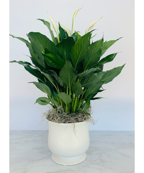 Plants