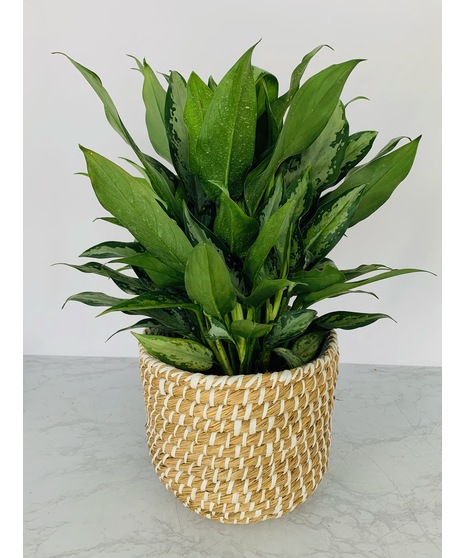 Chinese Evergreen Plant