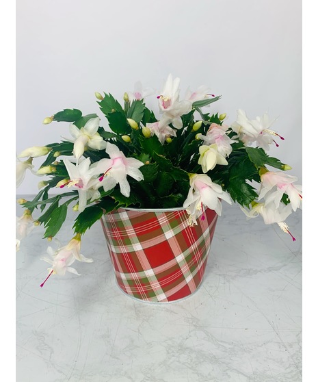 Christmas Cactus Plant