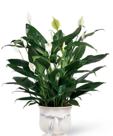 Same day store plant delivery