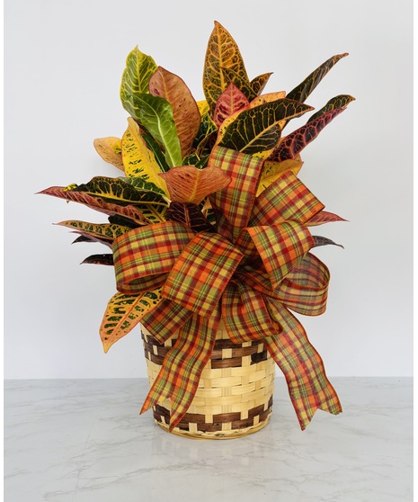 Croton