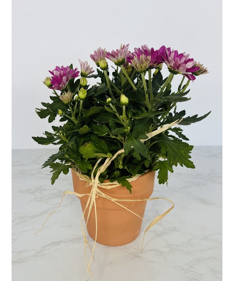 Blooming Plants