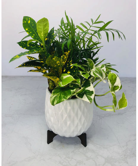 Desktop Garden