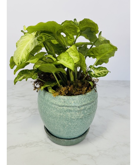 Desktop Green Plant
