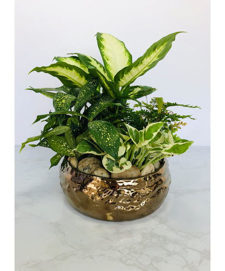 Beautiful Bronze Dish Garden