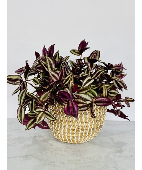 Green Plants