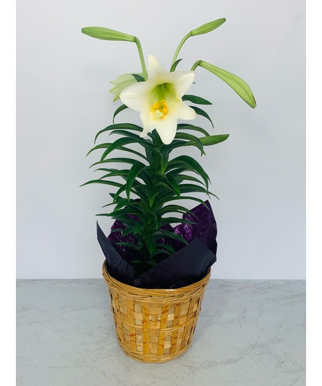 Blooming Plants