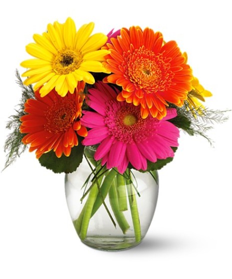 Fiesta Daisys