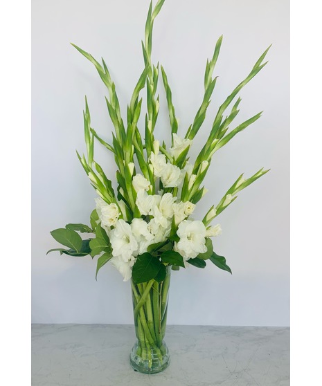 Gladiolus