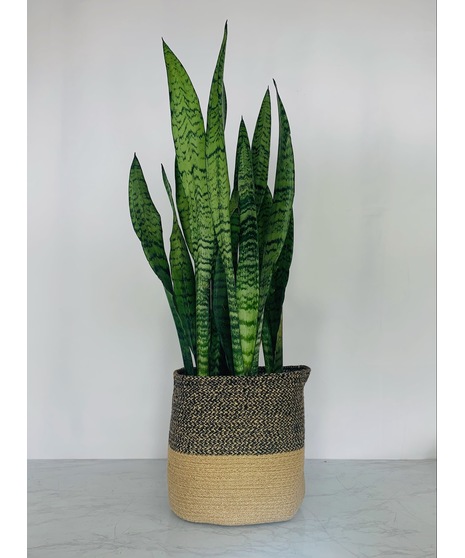 Sansevieria in Jute Basket