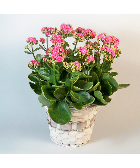 Kalanchoe Plant
