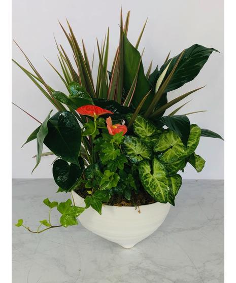 Large Ceramic Dish Garden