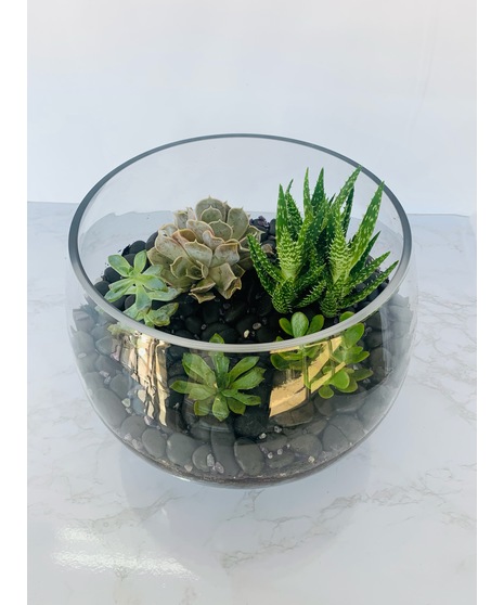Large Succulent Garden