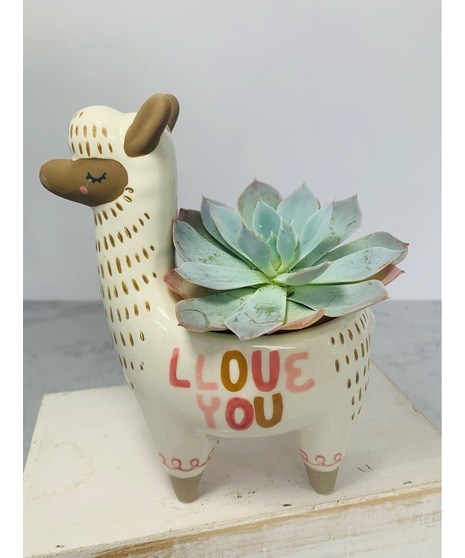Lovely Little Llama