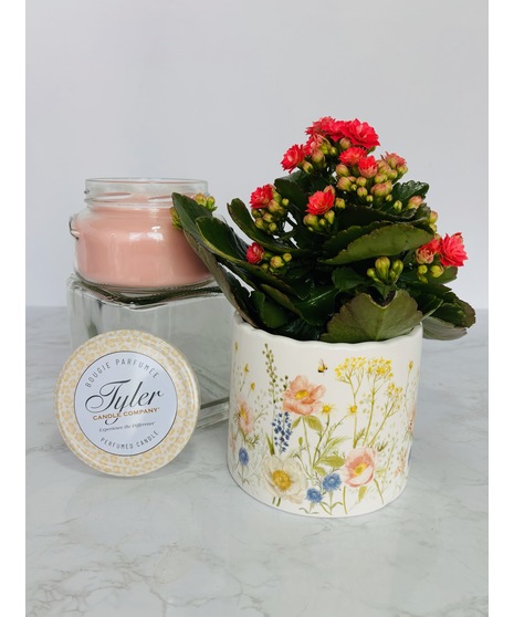 Plant and Candle gift set