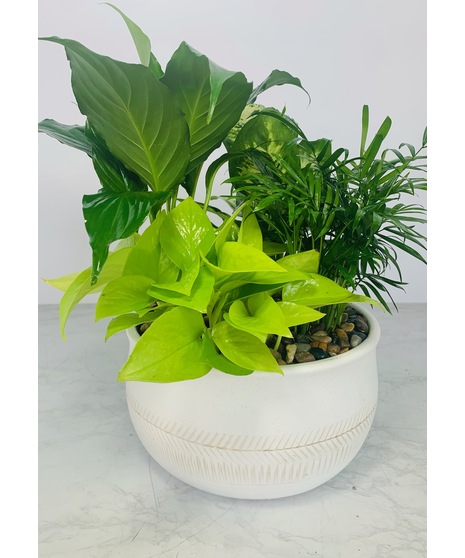 Medium Ceramic Dish Garden