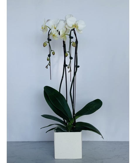 Blooming Plants