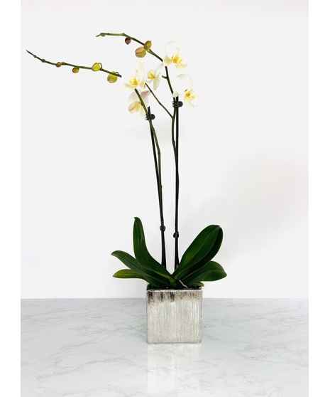 Phaleonopsis Orchid
