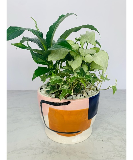 Dish Gardens