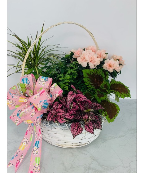 Plants Galore