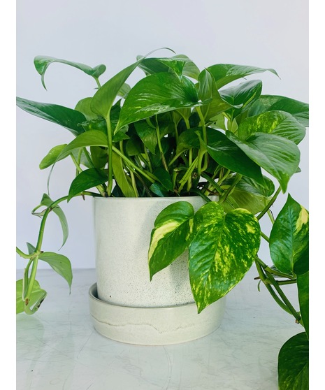 Pothos Ivy in Ceramic Pot | DFW (TX) Same-Day Plant Delivery | Bice's ...